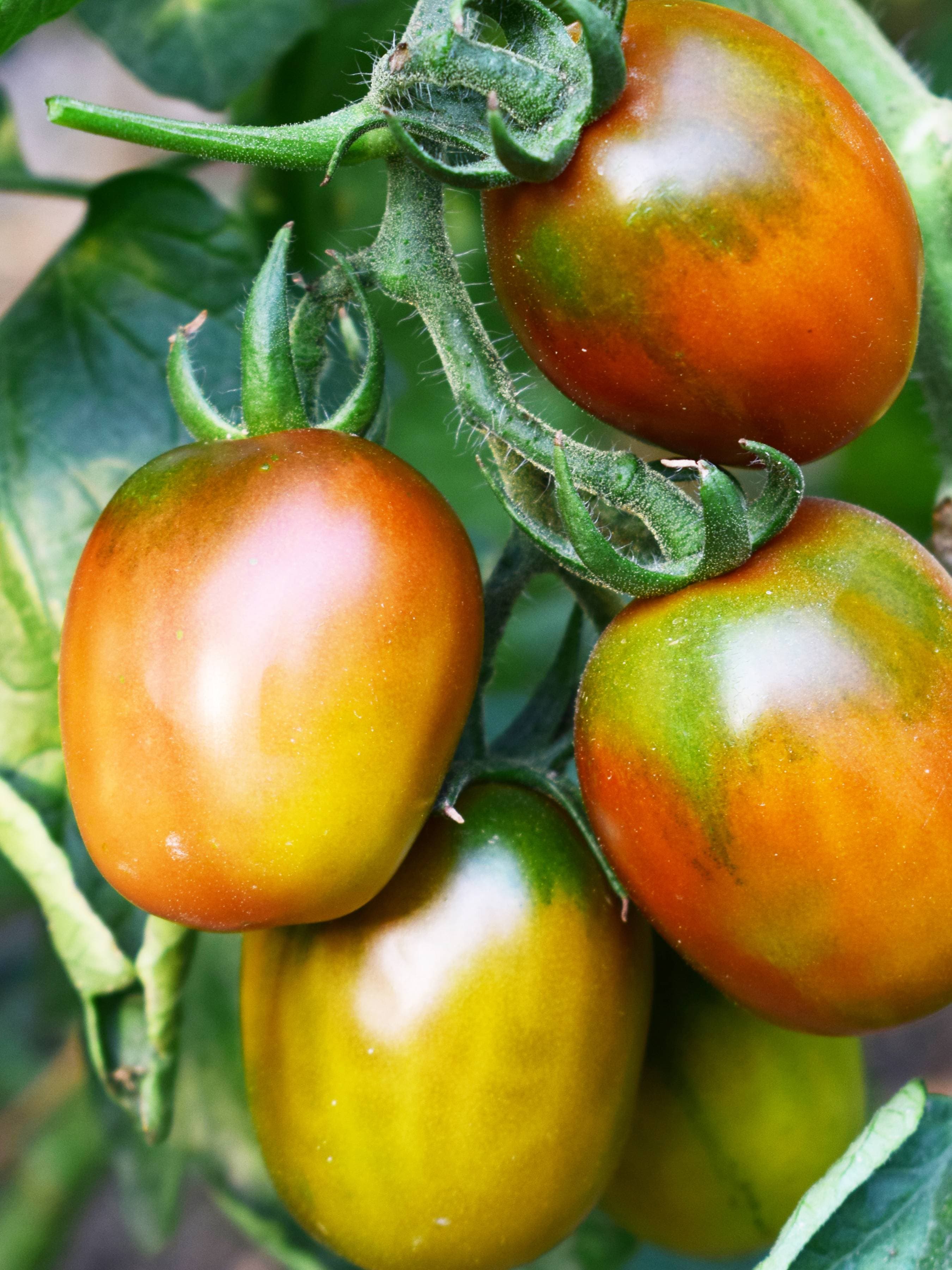 Ruby Tomato