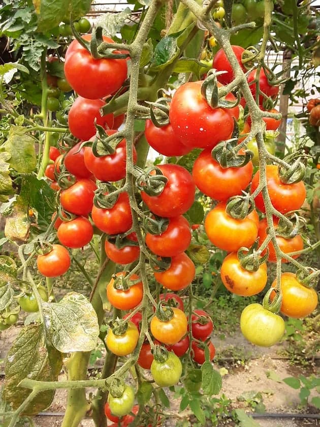 Red Cluster Tomato Seeds
