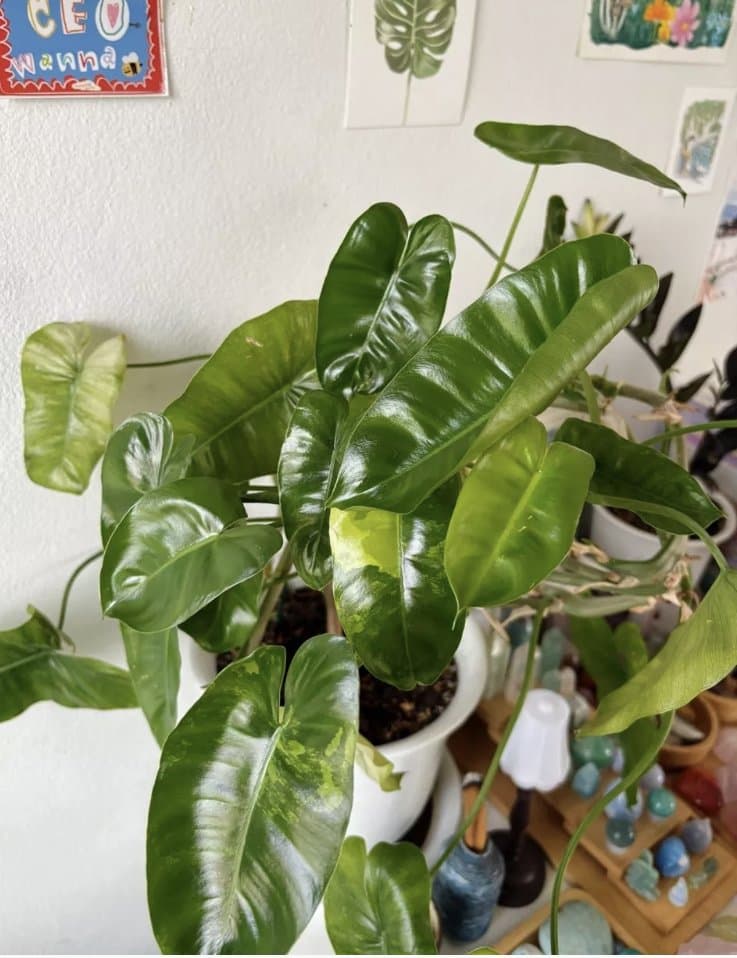 Plant grown with Panya Organic Potting Soil