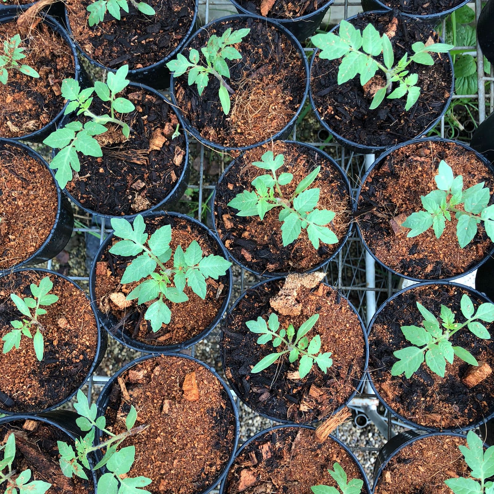 Organic Craft Potting Mix