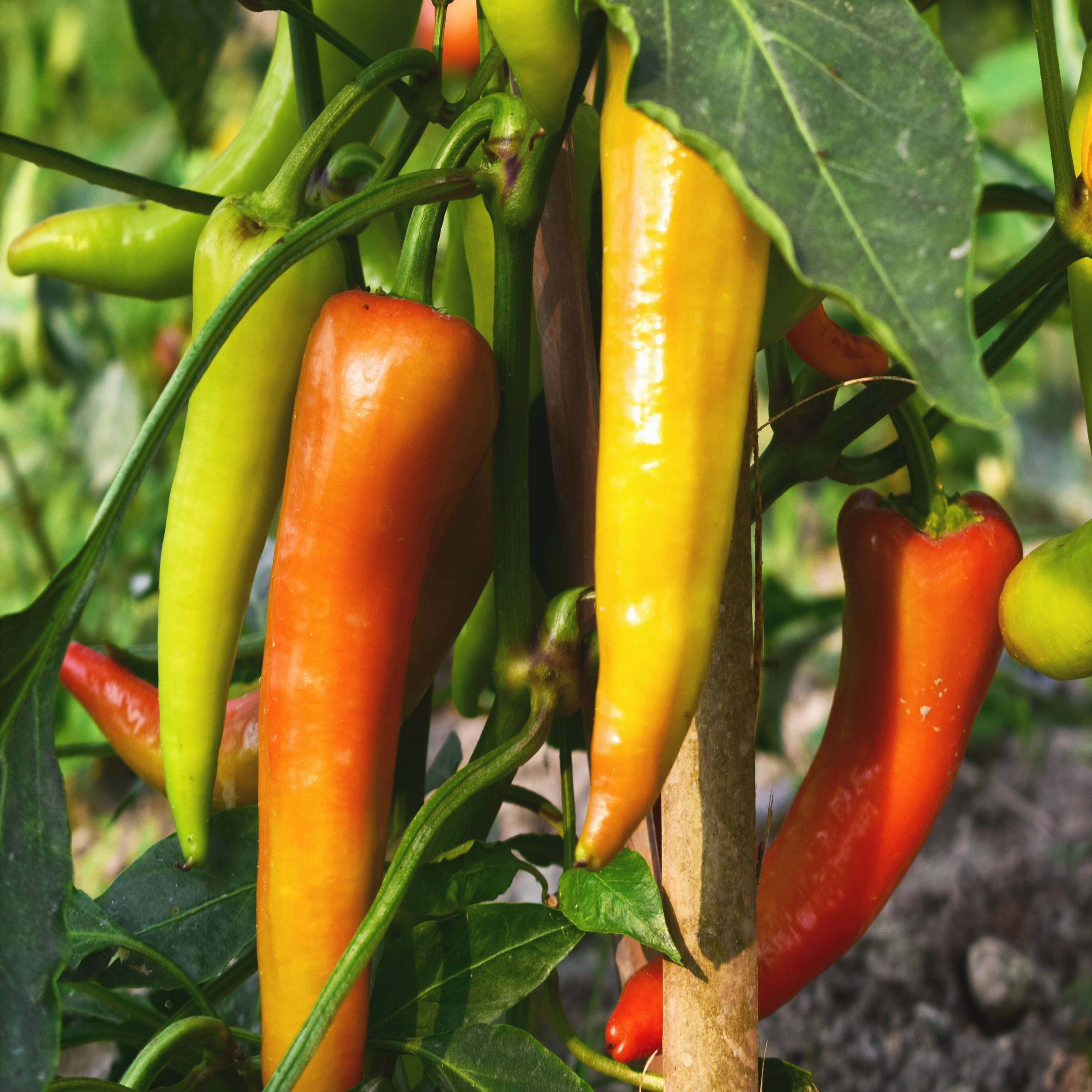 Heirloom, Organic, Non-GMO Seeds